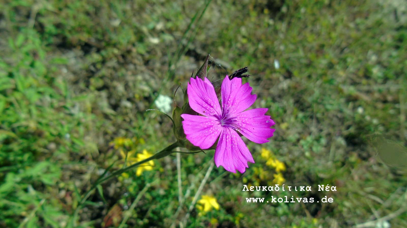 8_Dianthus deltoides