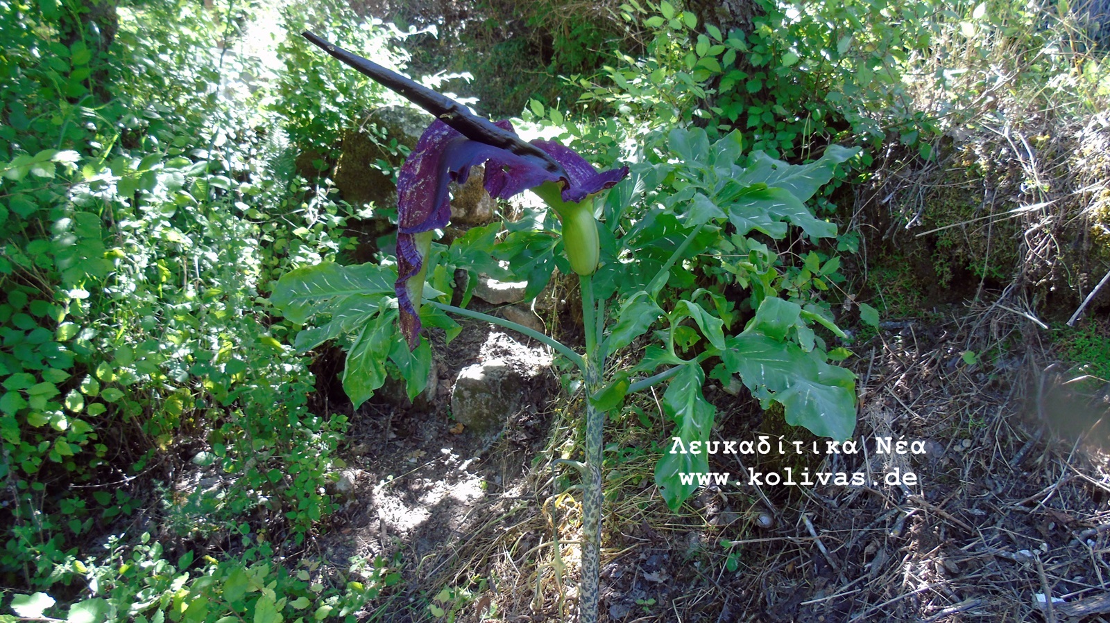 8_Dracunculus vulgaris