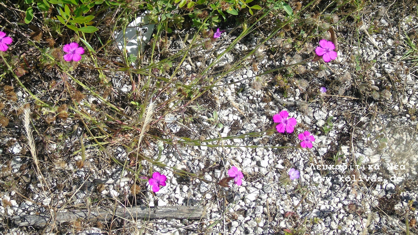 9_Dianthus deltoides