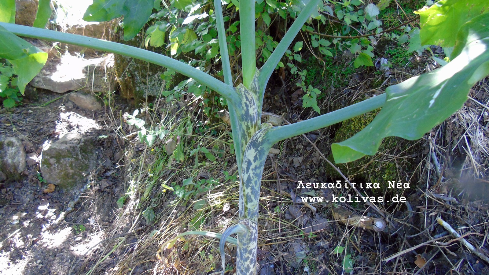 9_Dracunculus vulgaris