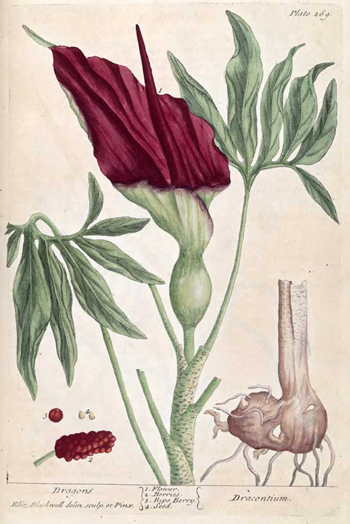 Dracunculus-vulgaris