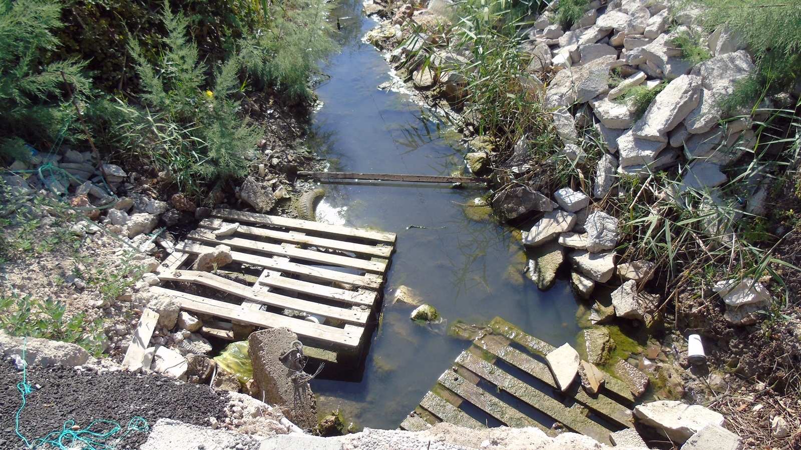 18_Mauremys rivulata