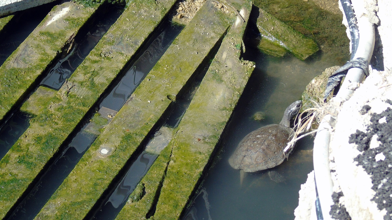 19_Mauremys rivulata