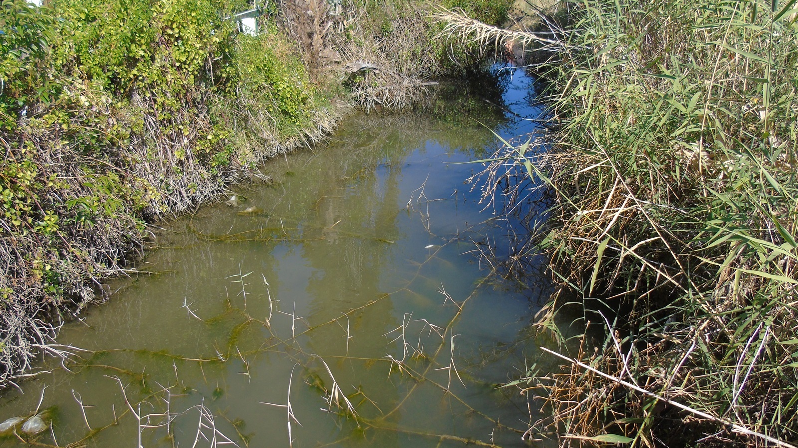 21_Mauremys rivulata