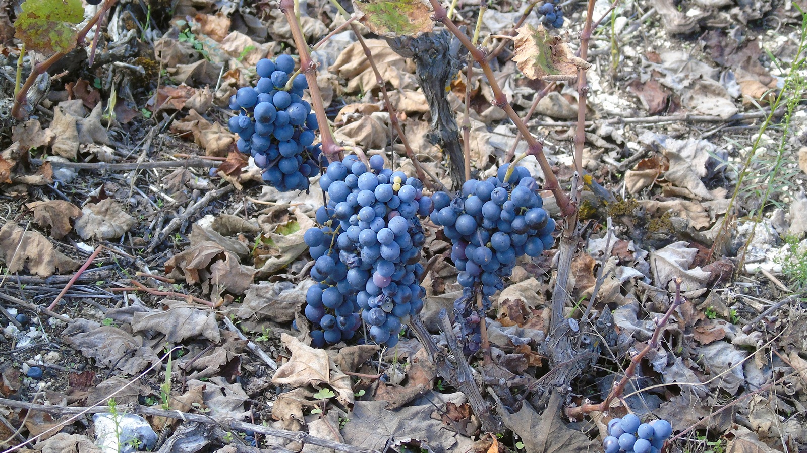 50469026833_fe04c33805_o (2)