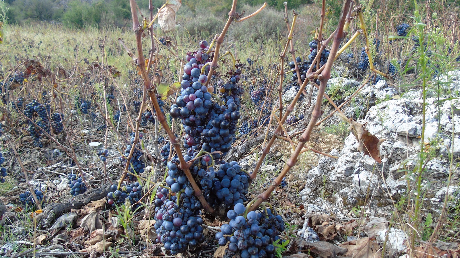 50469885272_807694188f_o (2)