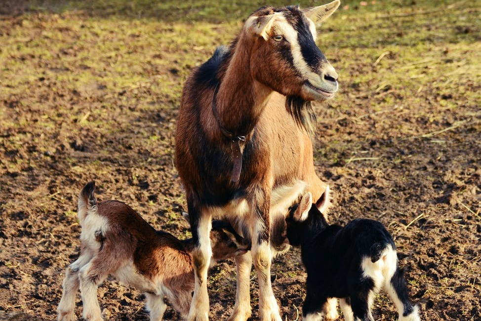 4_gennos_Aggeli_Maria