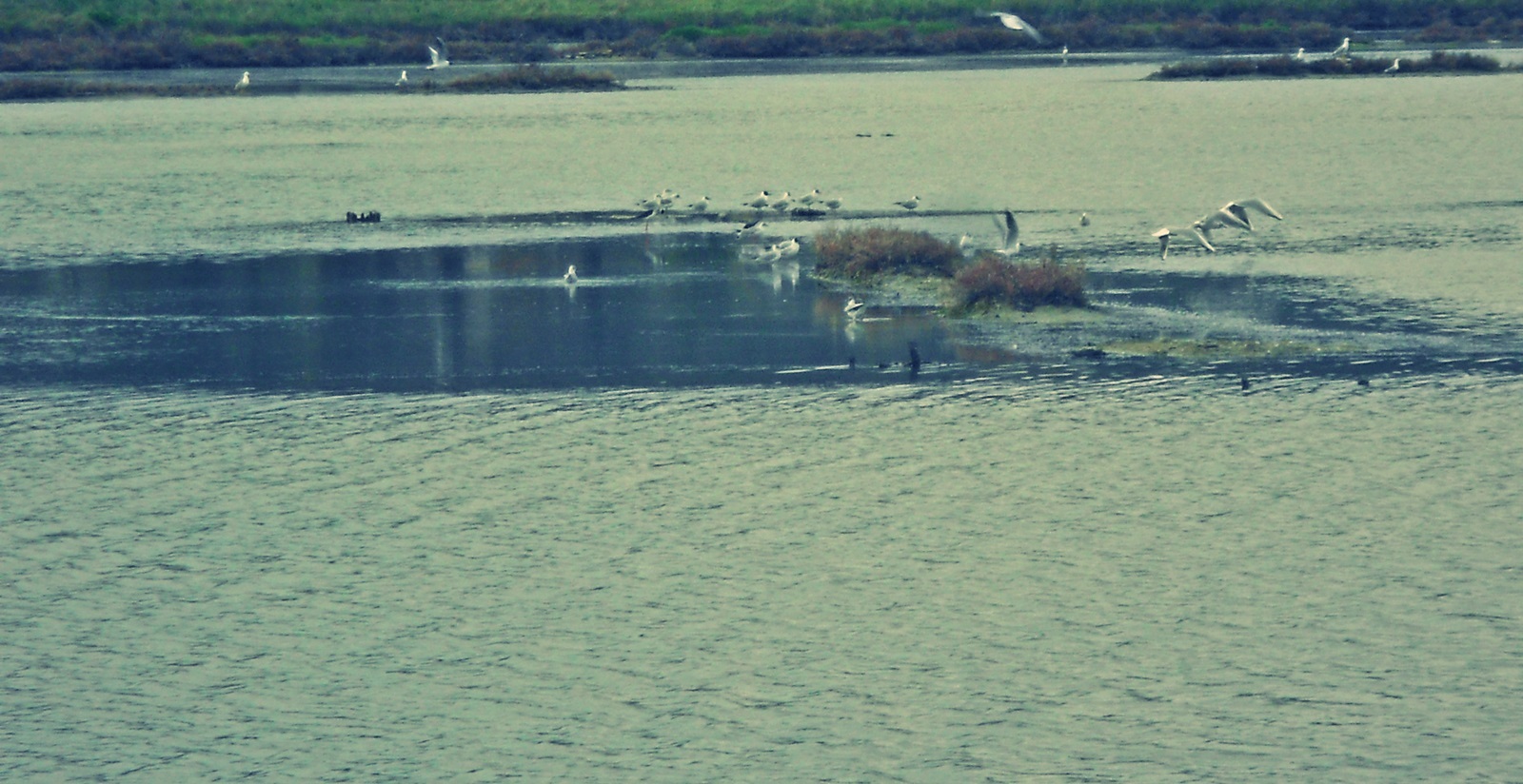 19_alykes_Alexandrou