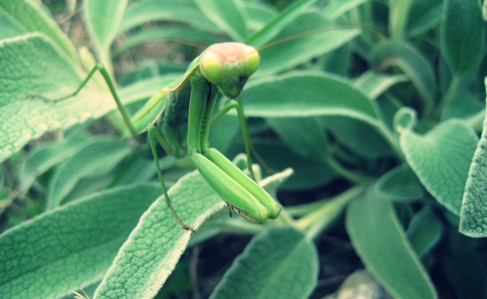 2_Mantis religiosa