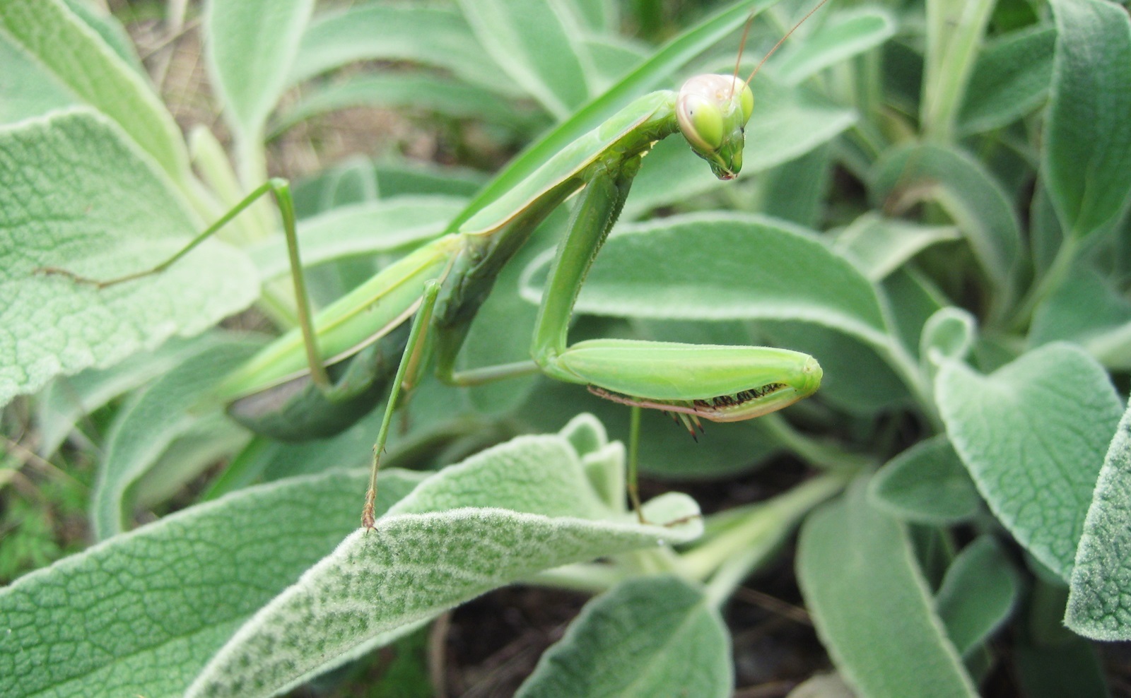 3_Mantis religiosa