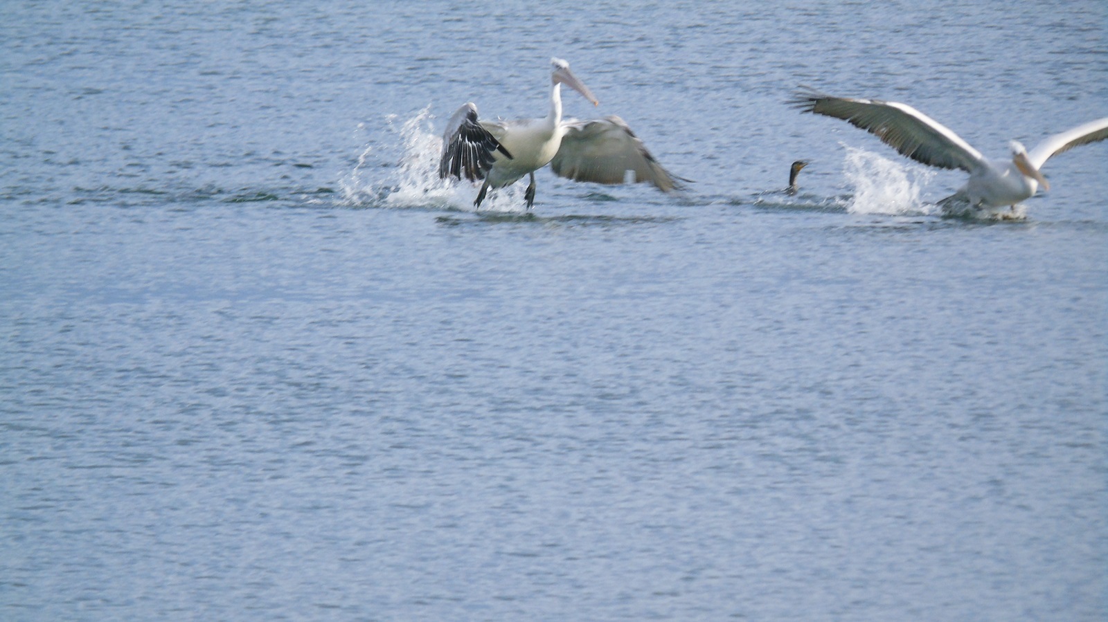 41_limnothalassa_lefkadas