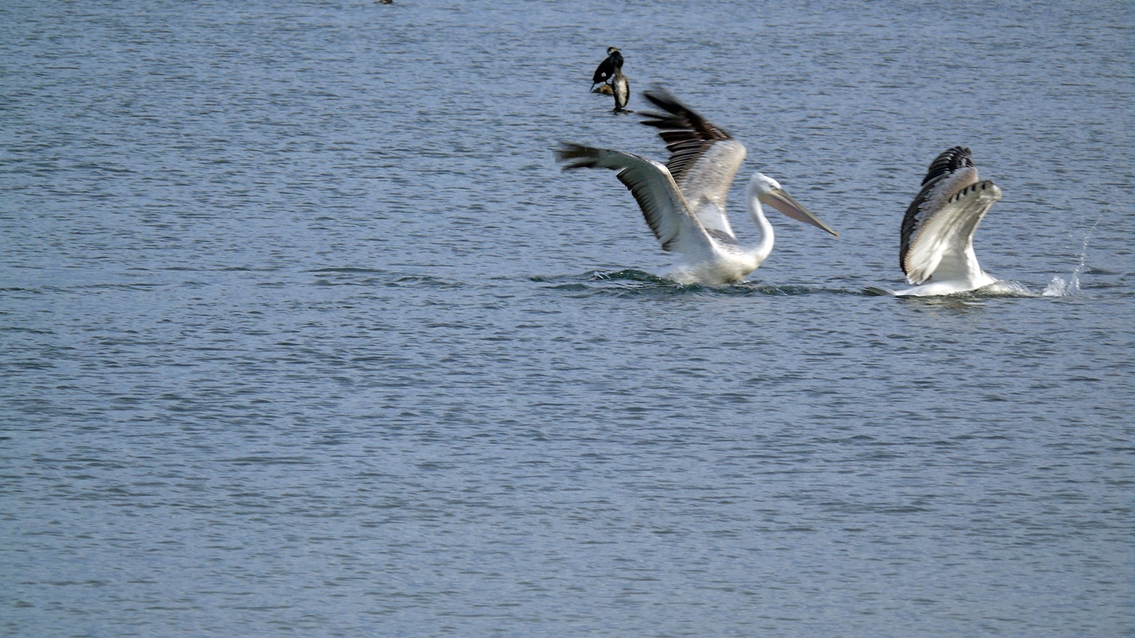 44_limnothalassa_lefkadas