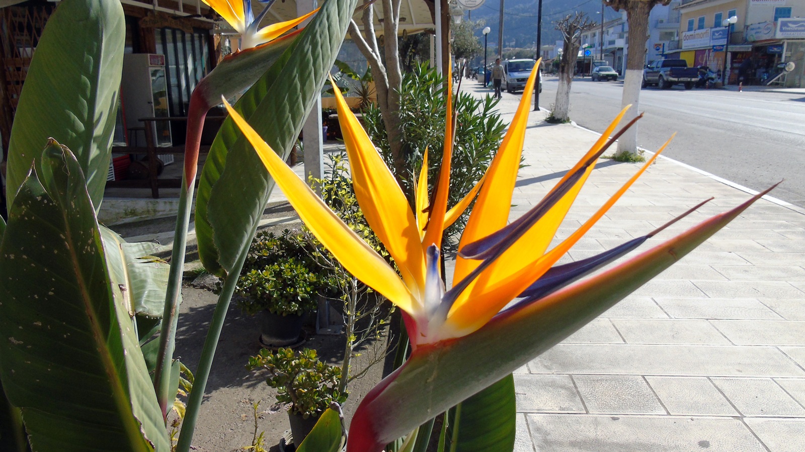 1_Strelitzia