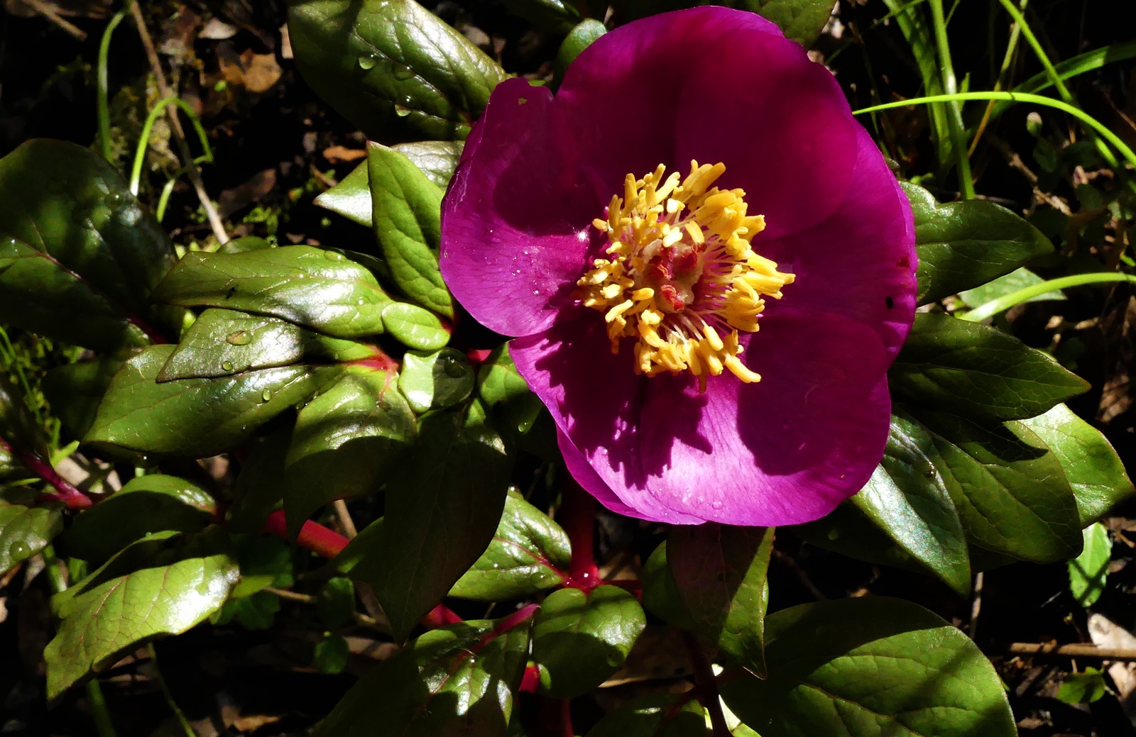 1_Paeonia mascula