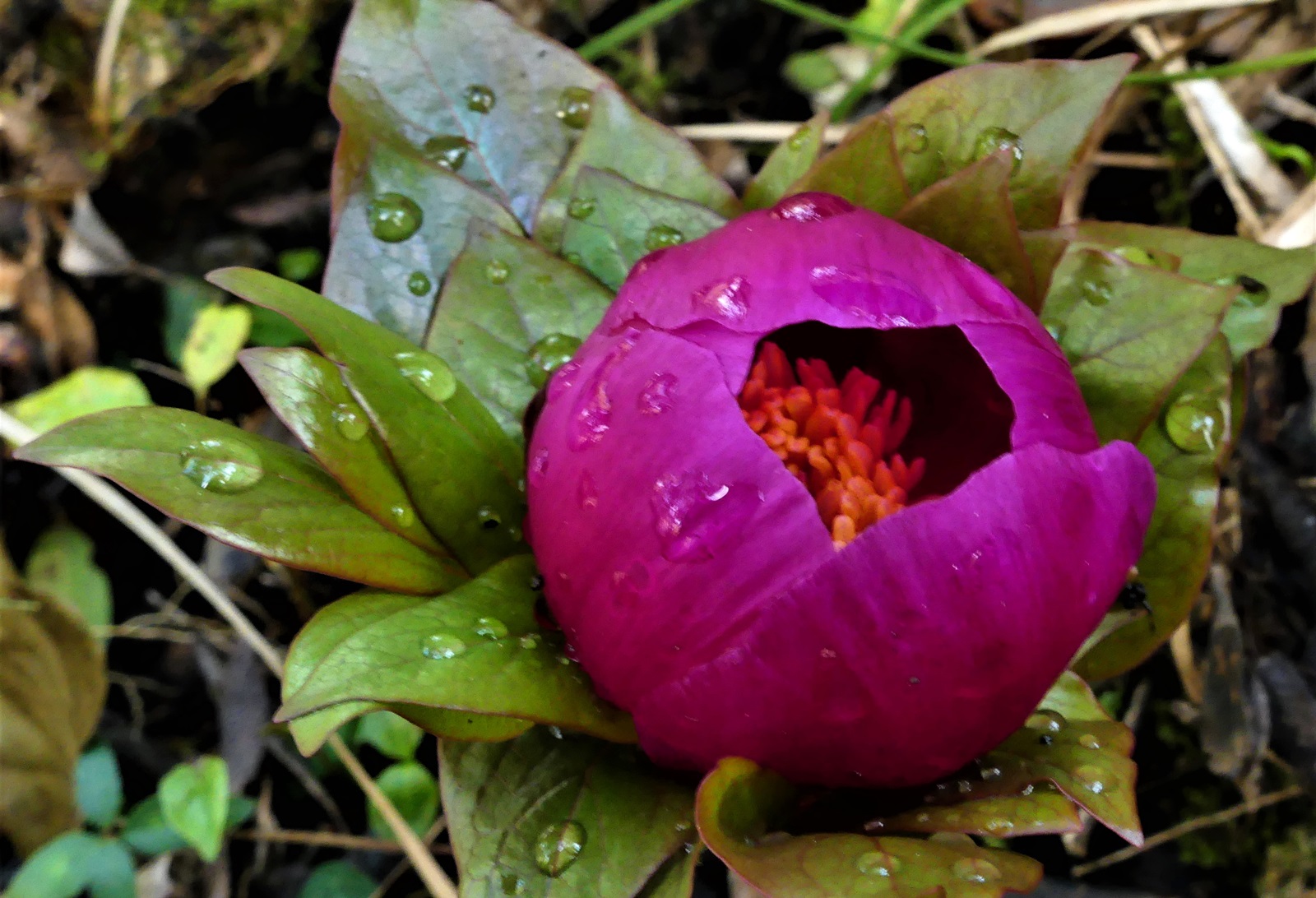 2_Paeonia mascula