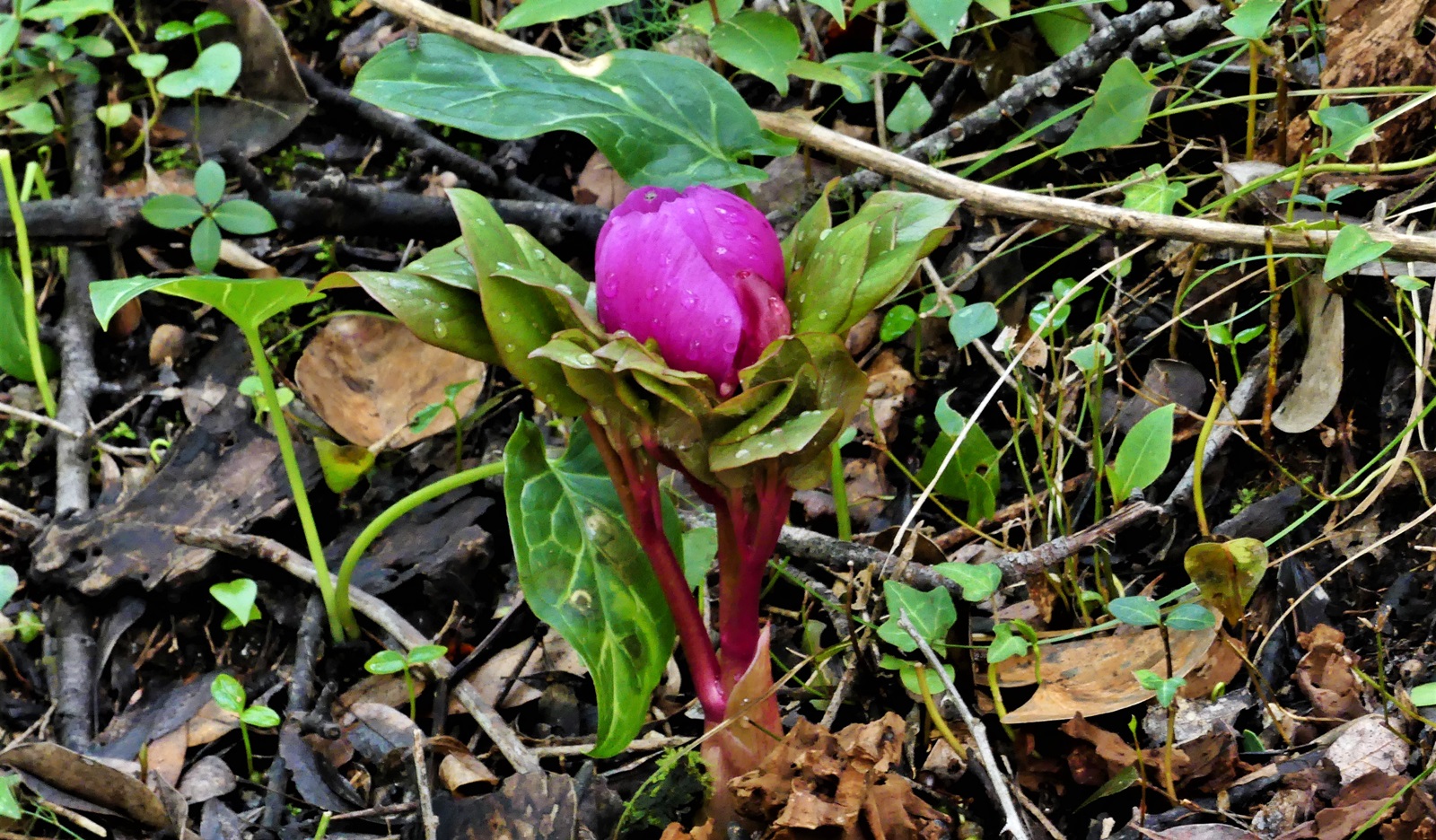 3_Paeonia mascula
