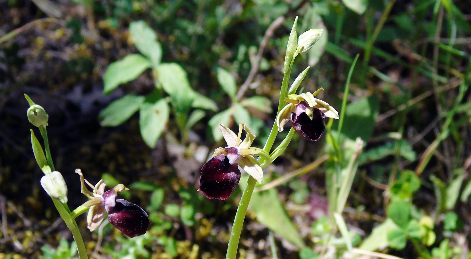 1_Ophrys helenae