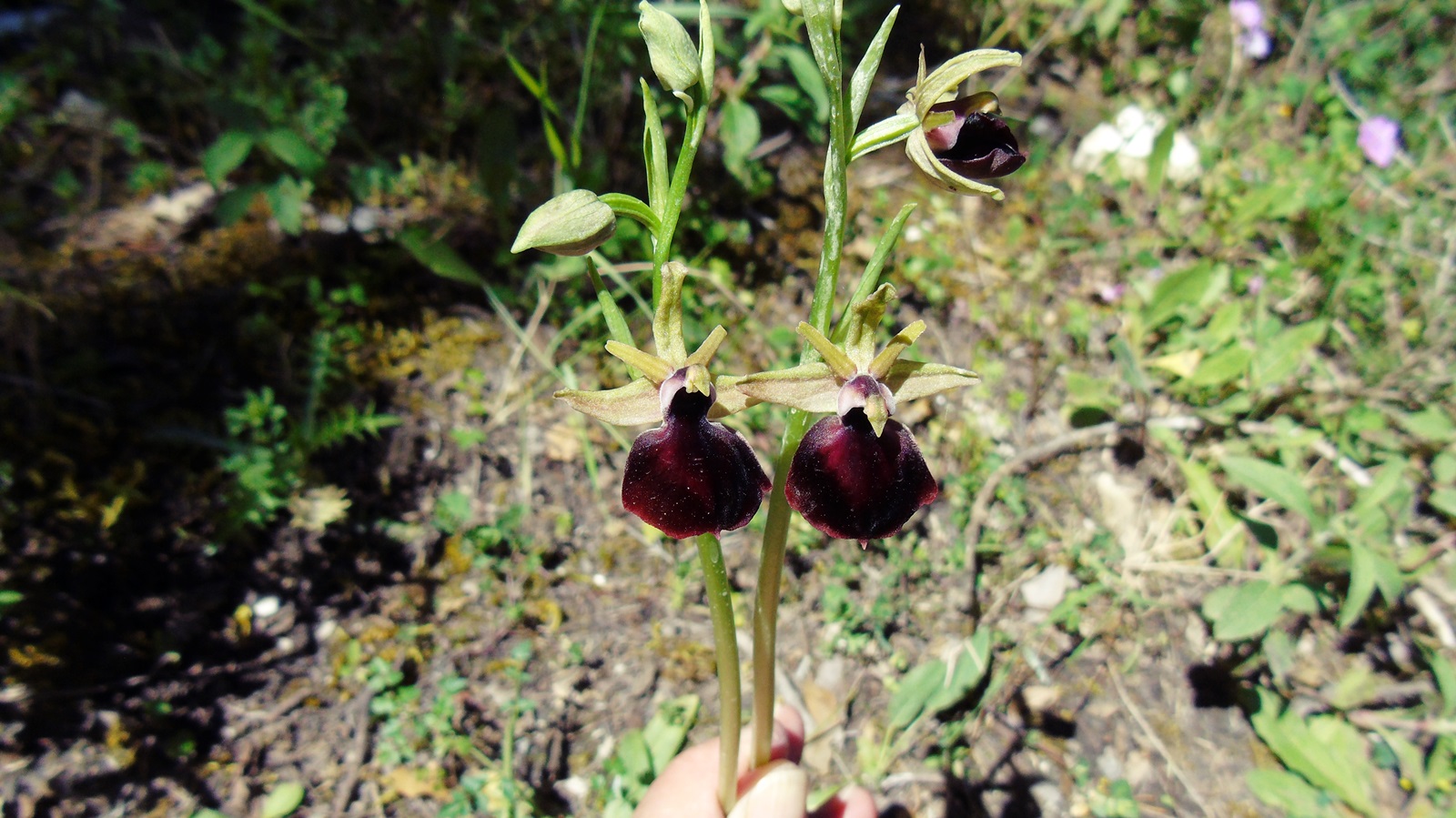 2_Ophrys helenae