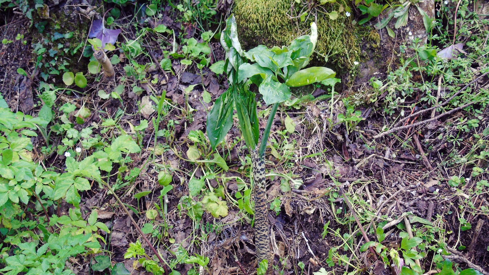 4_Dracunculus vulgaris