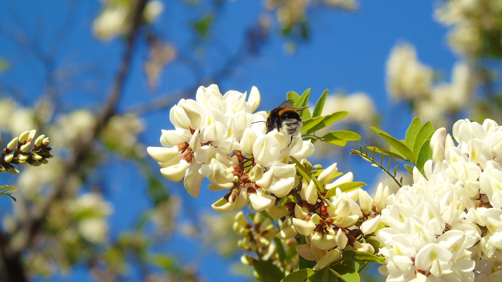 9_Robinia Pseudacacia