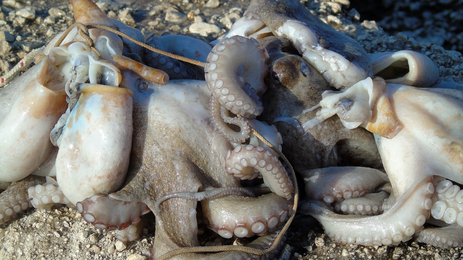 11_xtapodia_limani_nikianas