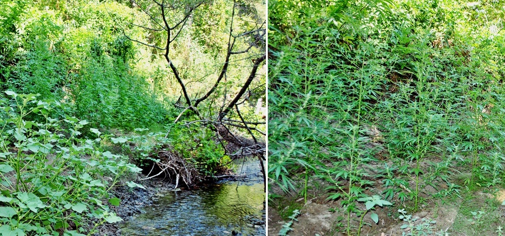 1_25082021fyteiasterea