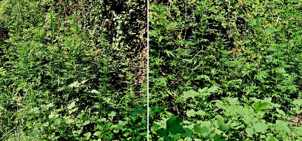 2_25082021fyteiasterea