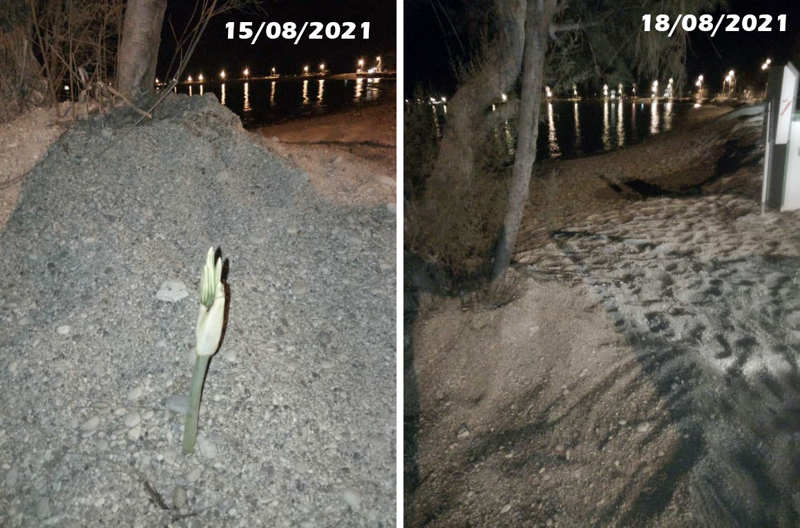 3_pancratium maritimum