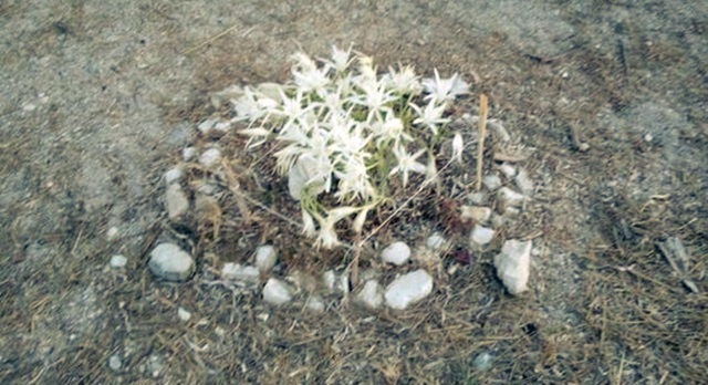pancratium maritimum