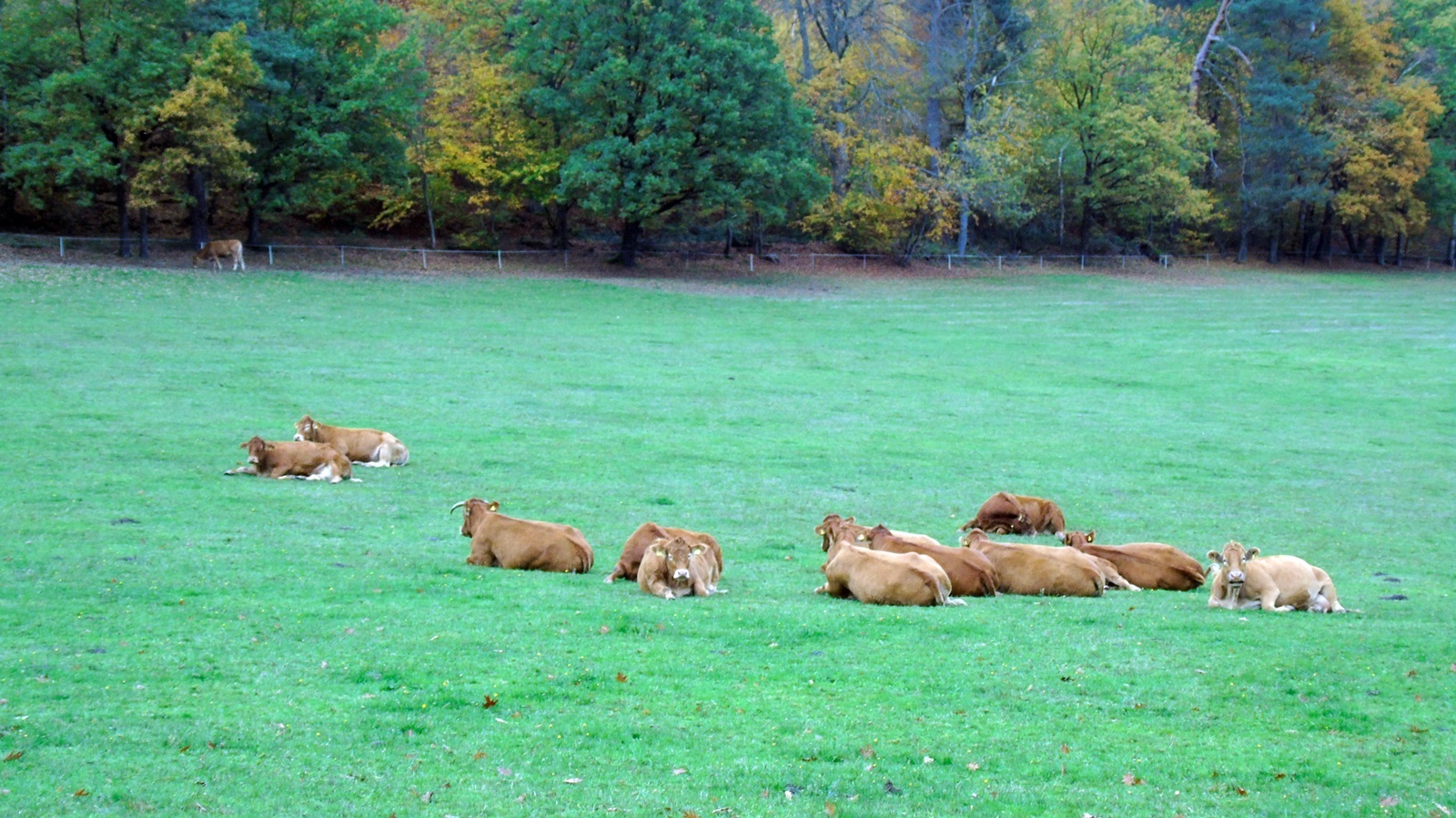 38_fthinopoto_germania