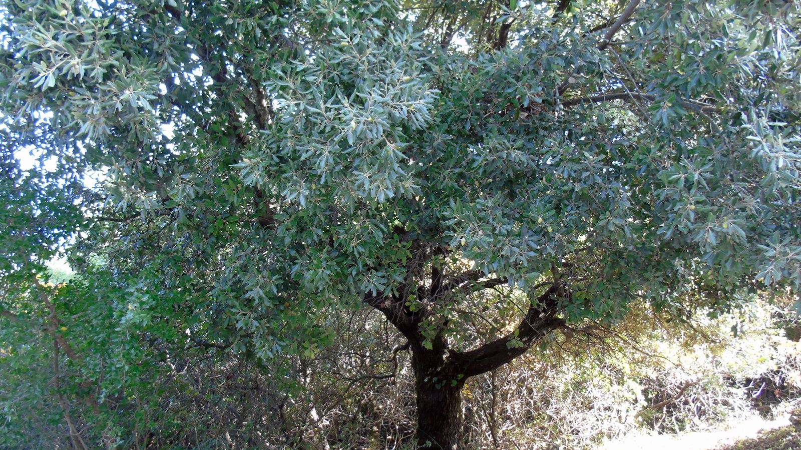 1 Quercus ilex