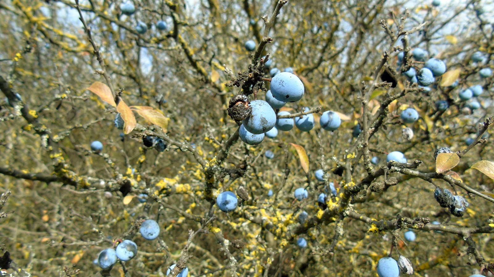 1_Prunus spinosa