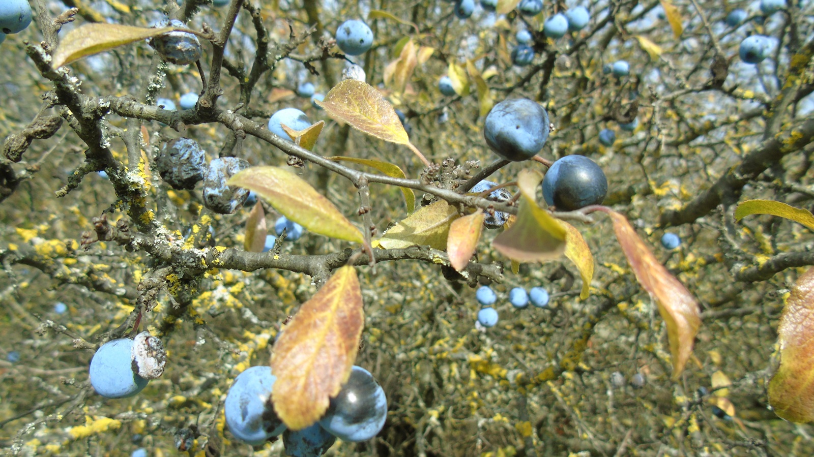 3_Prunus spinosa