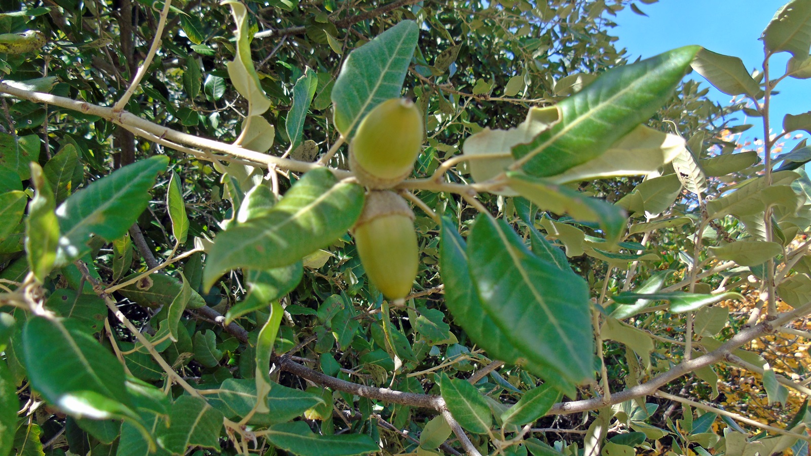 4 Quercus ilex