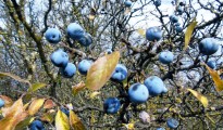 4_Prunus spinosa