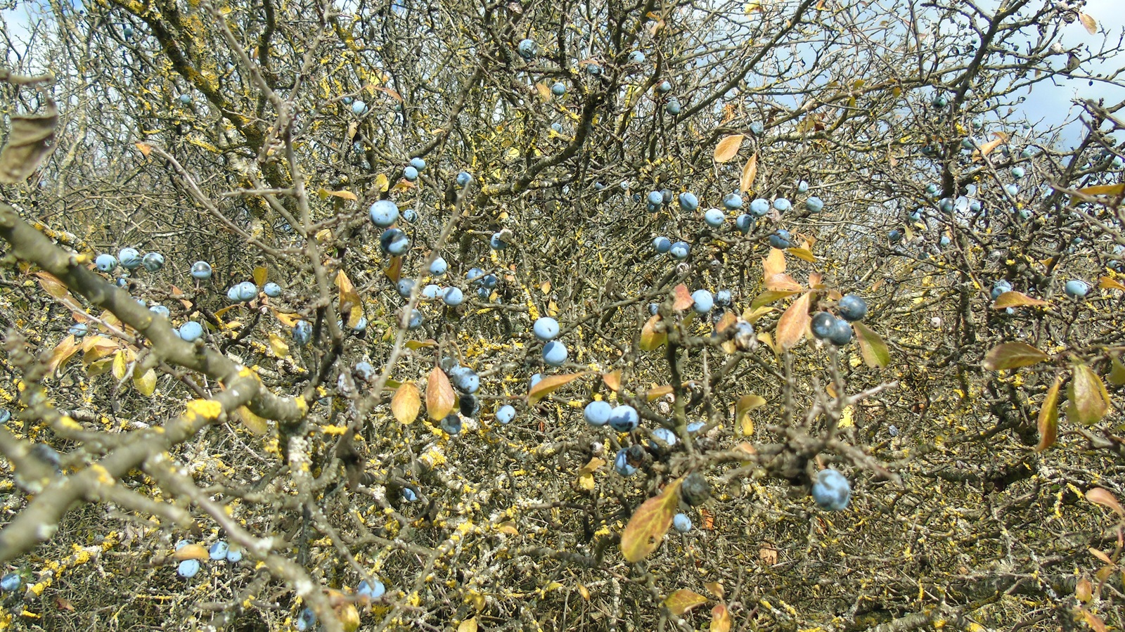 6_Prunus spinosa