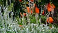 Παγοκρύσταλλοι σε δέντρο πορτοκαλιάς από τη μεγάλη και με διάρκεια πτώση της θερμοκρασίας στον Αργολικό κάμπο τη νύχτα και τα ξημερώματα της Τετάρτης 17 Φεβρουαρίου 2021. Η πτώση του υδραργύρου ξεκίνησε από νωρίς το βράδυ και έφτασε στους -5 βαθμούς Κελσίου και διατηρήθηκε μέχρι το πρωί, σύμφωνα με τις θερμοκρασίες που κατέγραψε ο σταθμός της ΕΜΥ. Οι ανεμομείκτες της αντιπαγετικής προστασίας δούλευαν στο φουλ όλη την νύχτα, ενώ η τεχνητή βροχή που χρησιμοποιούν οι αγρότες για την προστασία των δέντρων δημιούργησε τους γνωστούς κρυστάλλους με το νερό να παγώνει κάτω από τα δέντρα,. Αυτό που αντικρίζει κανείς το πρωί της Τετάρτης στον Αργολικό κάμπο είναι σκηνικό κατάψυξης με τα πάντα να έχουν παγώσει, ενώ έντονη είναι η ανησυχία των αγροτών από τις ζημιές που έχει προκαλέσει ο ισχυρός παγετός. ΑΠΕ-ΜΠΕ/ΑΠΕ-ΜΠΕ/ΜΠΟΥΓΙΩΤΗΣ ΕΥΑΓΓΕΛΟΣ
