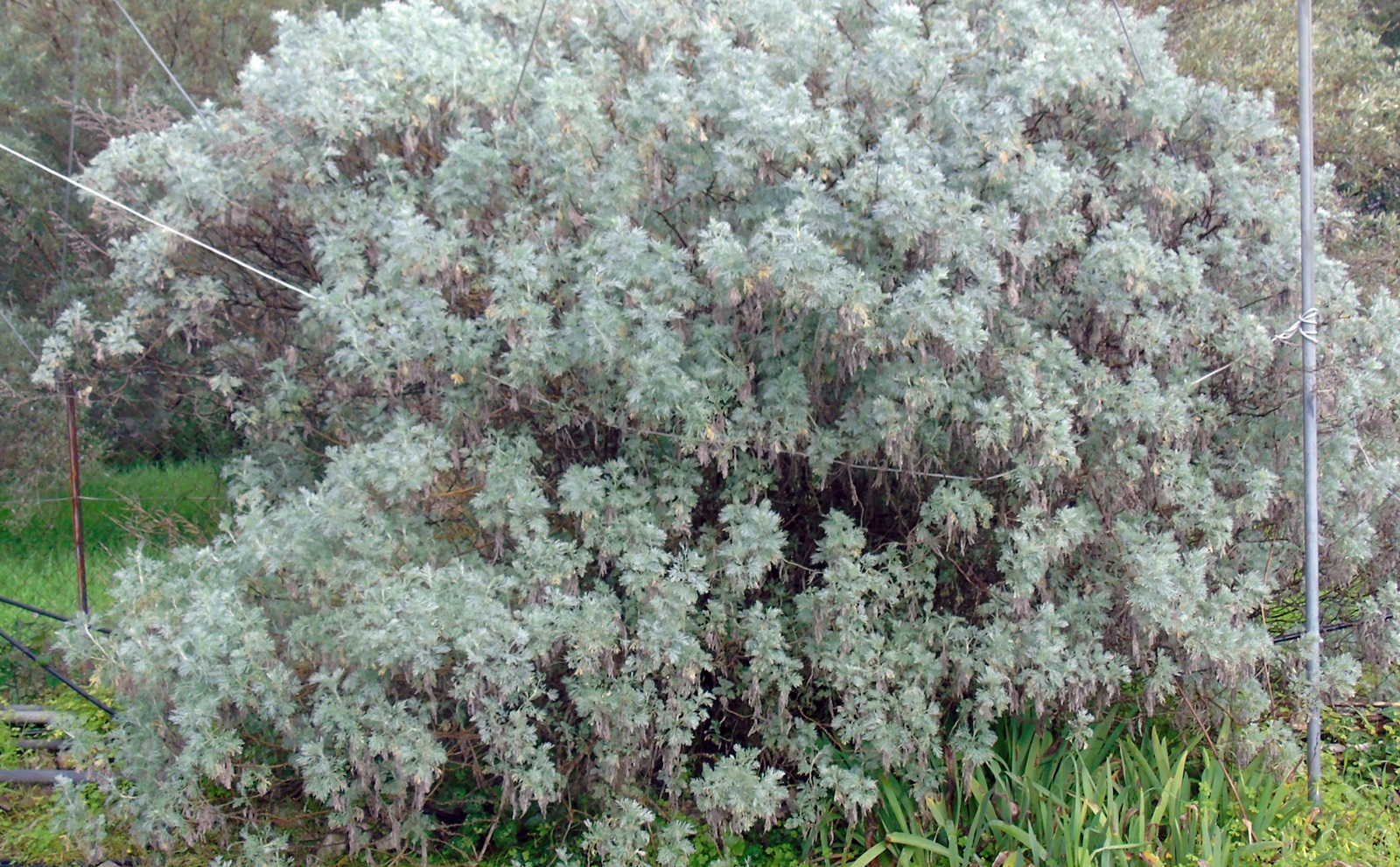 1_Artemisia Absinthium