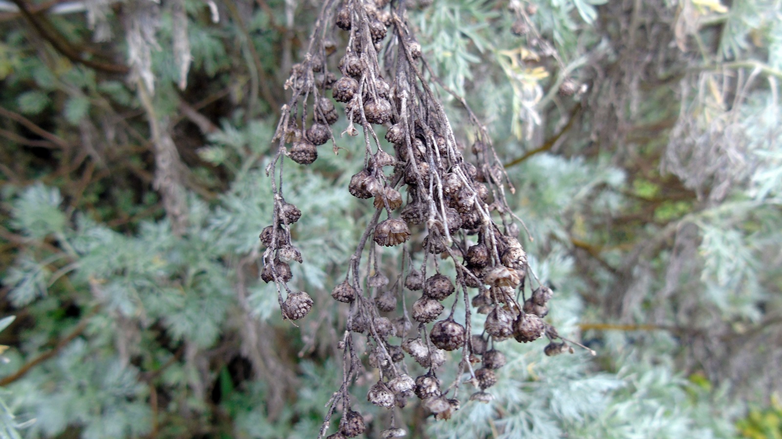 2_Artemisia Absinthium