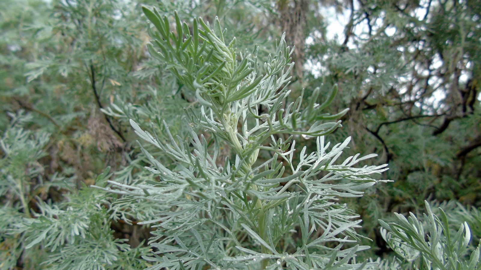 3_Artemisia Absinthium