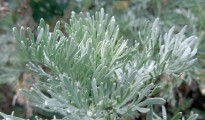 6_Artemisia Absinthium
