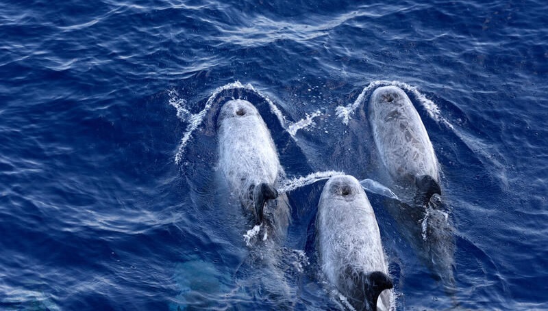 Survey for Cetaceans of the Hellenic Trench 2021