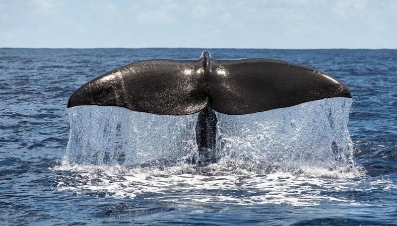 Sperm Whale Fluke in the Indian Ocean