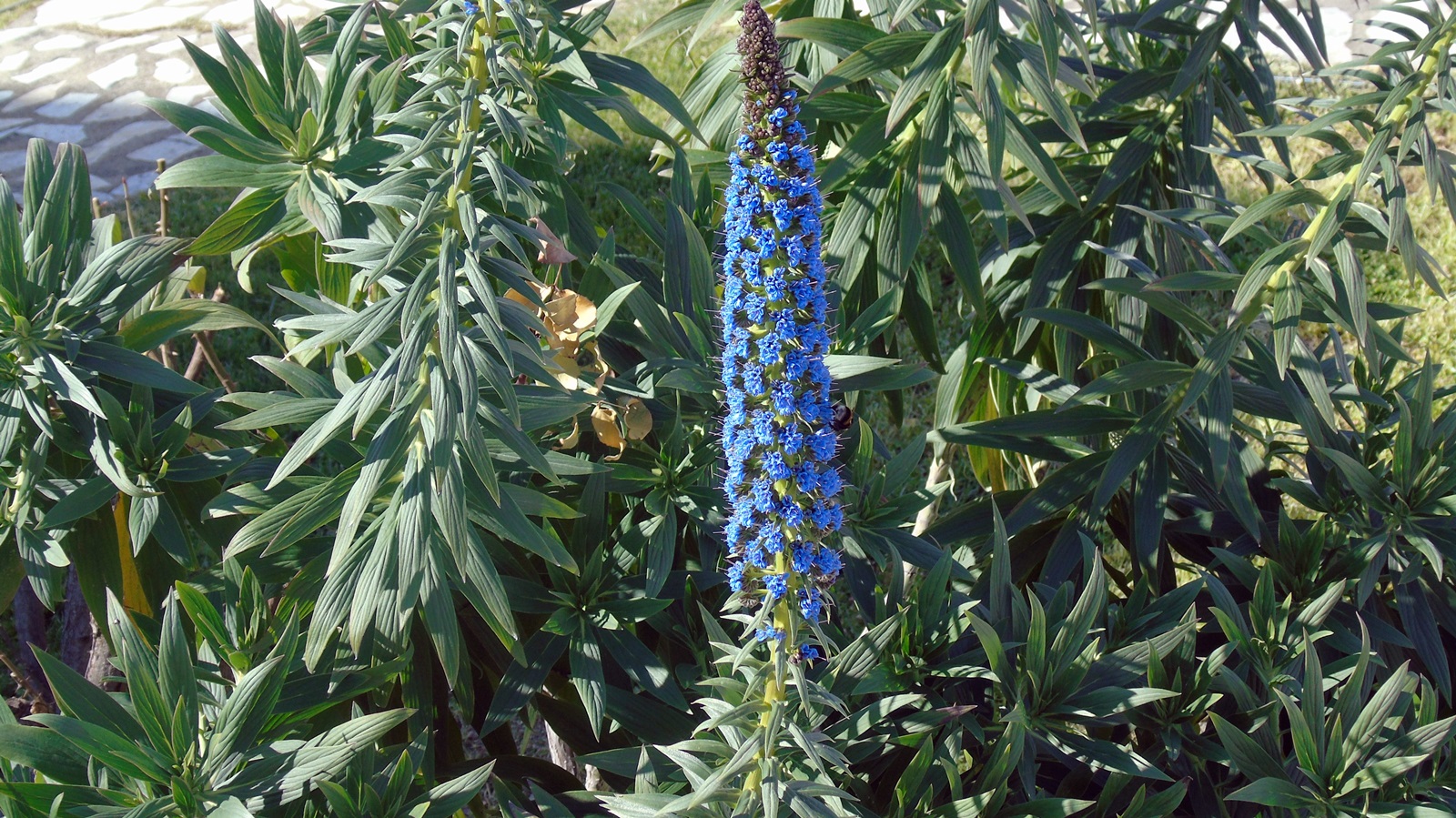 1_Echium candicans