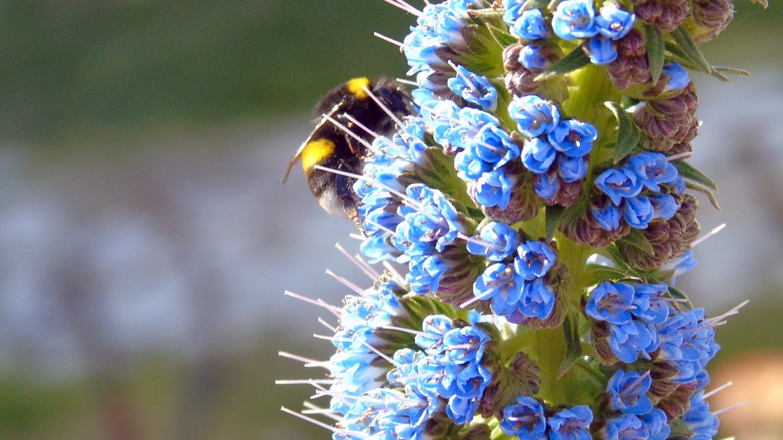 2_Echium candicans