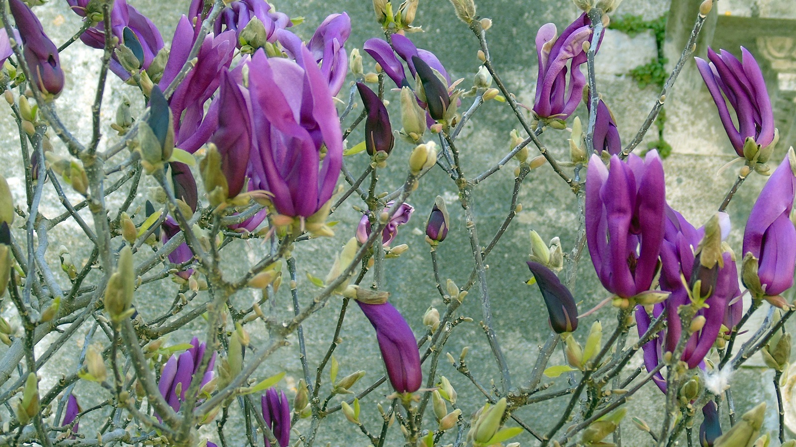 2_Magnolia liliiflora