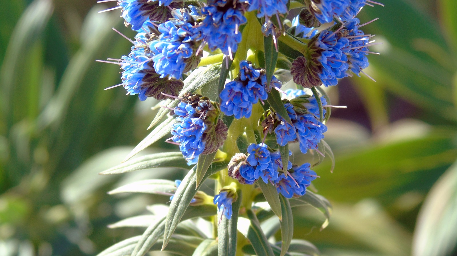 3_Echium candicans
