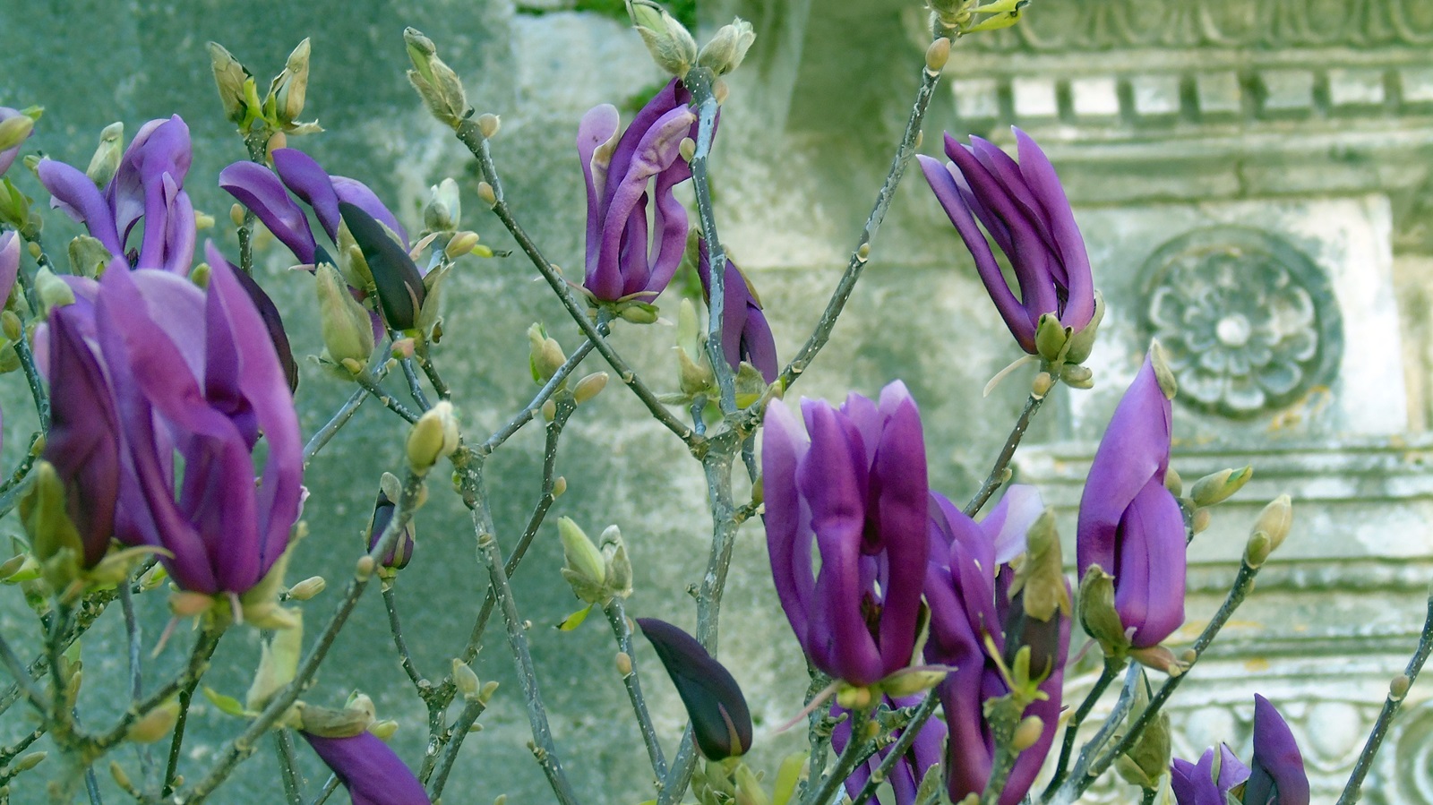 3_Magnolia liliiflora