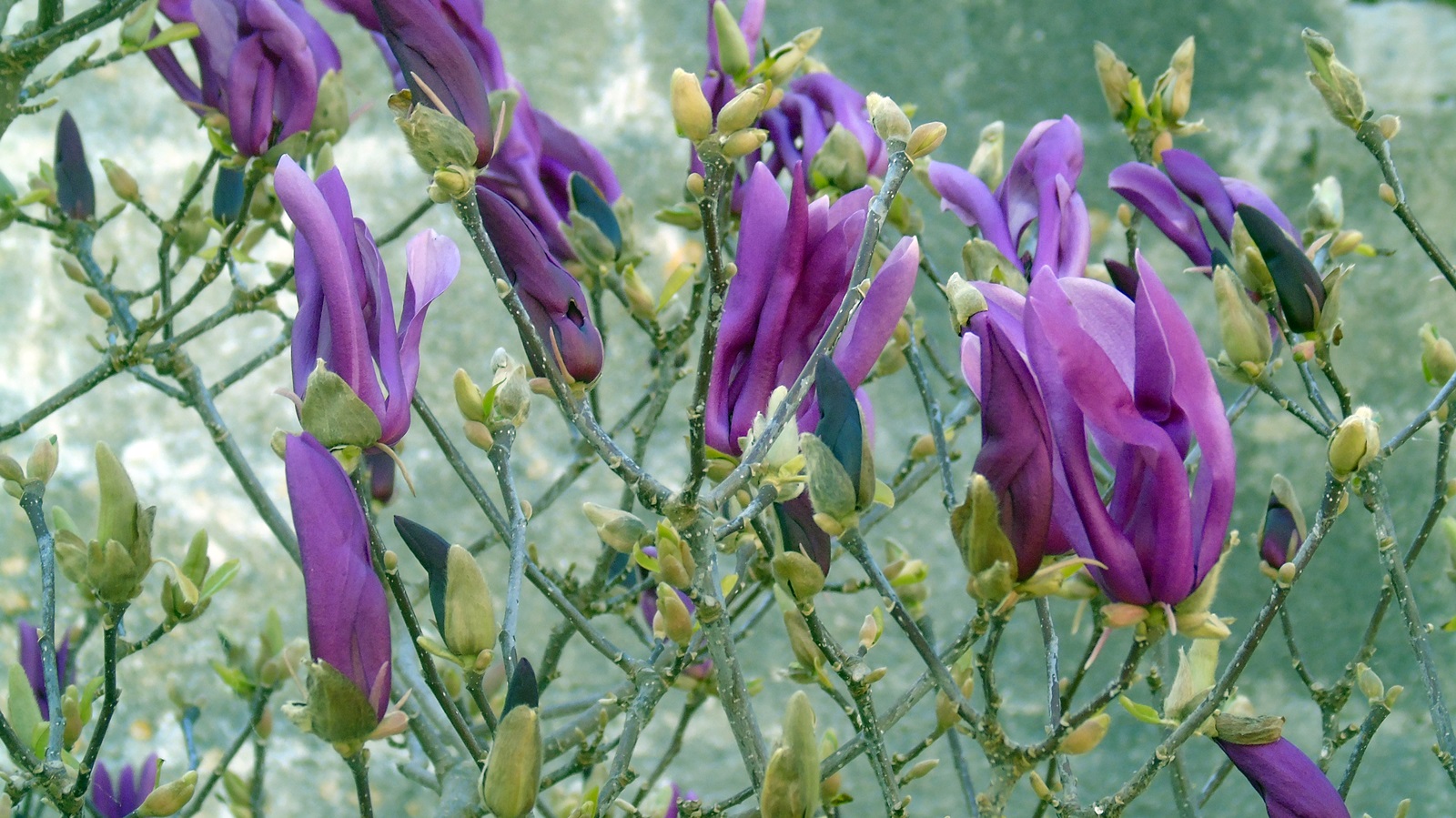 4_Magnolia liliiflora