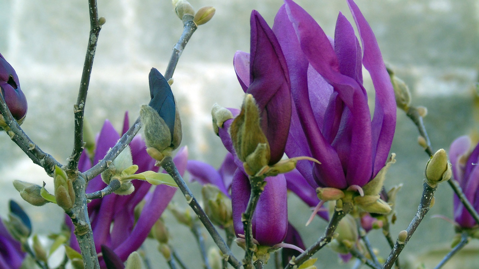 5_Magnolia liliiflora